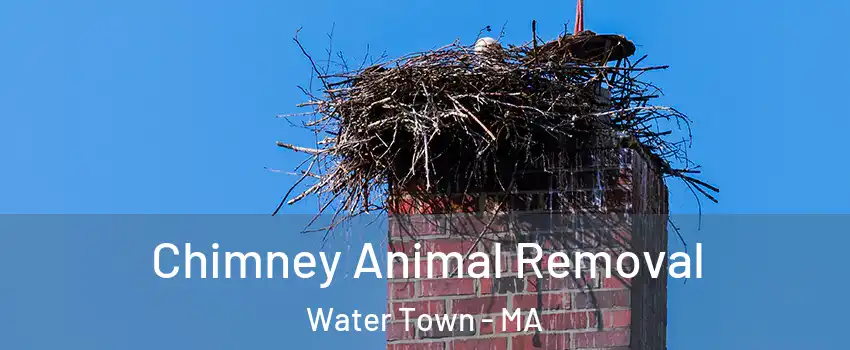Chimney Animal Removal Water Town - MA