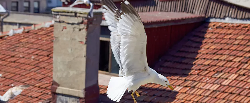 Residential Chimney Animal Removal Solution in Water Town, MA